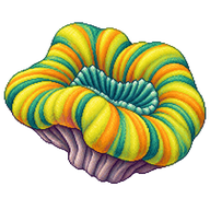 Banana Coral