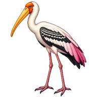 Painted Stork