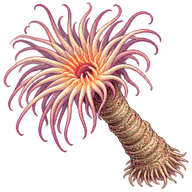 Cylinder Anemone