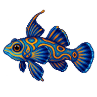 Mandarinfish Juvenile