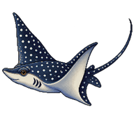 Spotted eagle ray