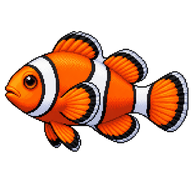 Clown Anemonefish