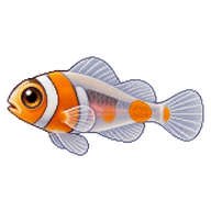 Clown Anemonefish Larva
