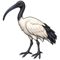 Black-headed Ibis