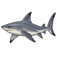 Sandbar shark