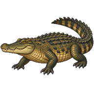 Nile Crocodile