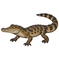 Nile Crocodile Juvenile