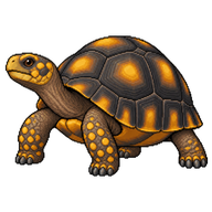 Yellow-Footed Tortoise