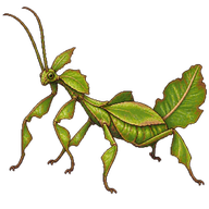 Jungle Nymph