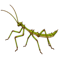 Jungle Nymph Nymph