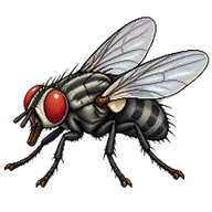 Common Flesh Fly