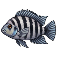 Convict Cichlid