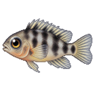 Convict Cichlid Larva