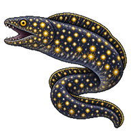 Starry Moray