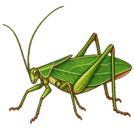 Angular-Winged Katydid
