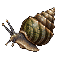 Mangrove Periwinkle