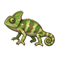 Common Chameleon Hatchling