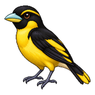 Black-and-yellow Broadbill
