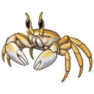 Horned Ghost Crab