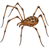 Harvestman