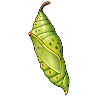 Lemon Migrant Chrysalis