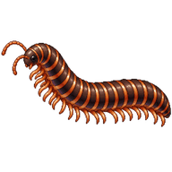 Almond-scented Millipede