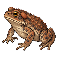American Toad