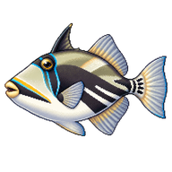 White-banded triggerfish