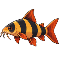 Clown Loach
