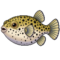 Blackspotted puffer