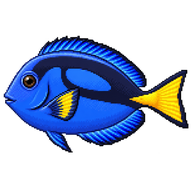 Palette surgeonfish