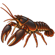 Devil Crawfish