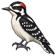 Downy Woodpecker
