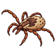 American Dog Tick Nymph