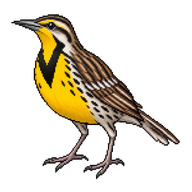 Western Meadowlark