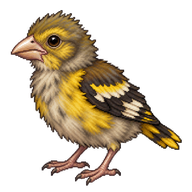 Evening Grosbeak Hatchling