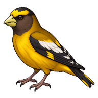 Evening Grosbeak