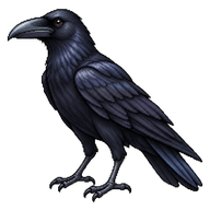 Large-billed Crow