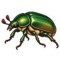 Oriental Beetle