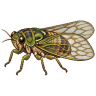 Southern Grass Cicada
