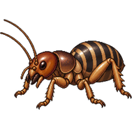 Dark Jerusalem Cricket