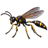Organ-pipe Mud-dauber Wasp