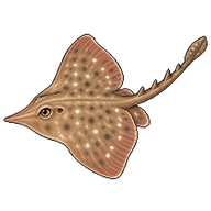 Clearnose Skate