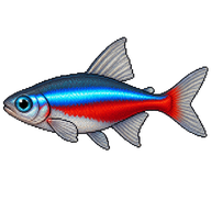 Neon Tetra