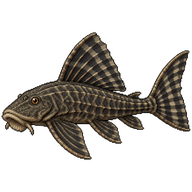 Suckermouth catfish