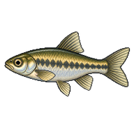 Fathead Minnow