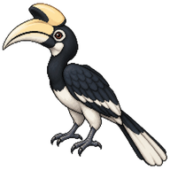 Oriental Pied Hornbill