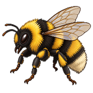 Western Bumble Bee Queen