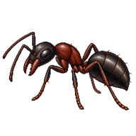 Carpenter Ant Worker
