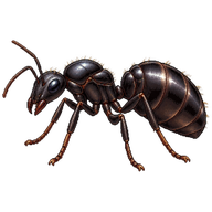 Black Carpenter Ant Queen